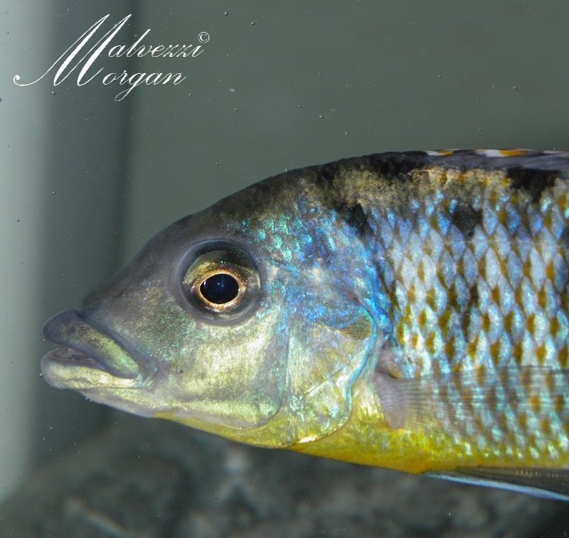 Protomelas ornatus 'Kirondo'